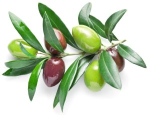 Olive Leaf Extract