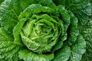 Green Cabbage