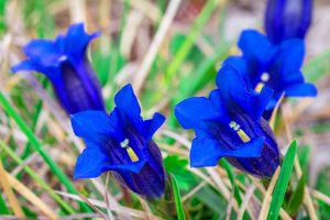 Gentian; digestive tonic; sinus; joint health; heartburn