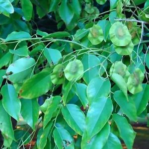 Pterocarpus Marsupium Extract Pterostilbene; An Ayurvedic remedy; heart health